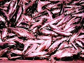 pile+of+red+herring.jpg
