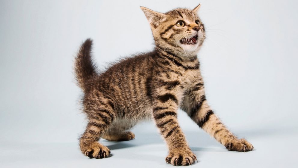 AL_scared_cat_jt_151225_16x9_992.jpg