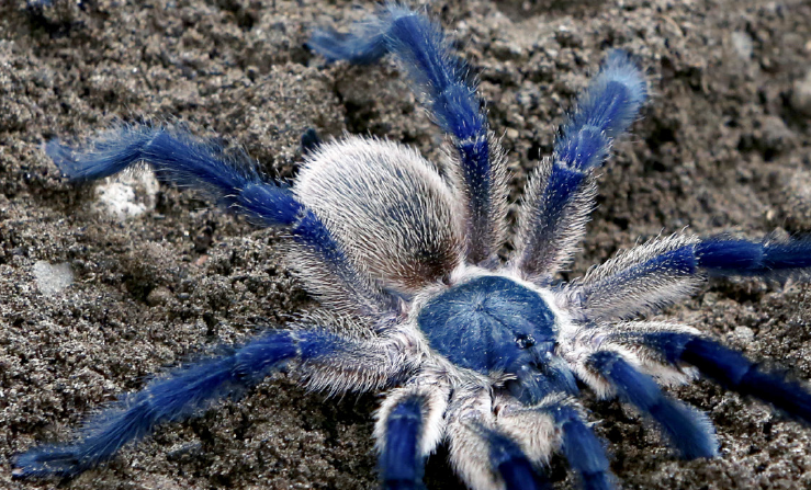 IslandBlueBaboonTarantula2.png