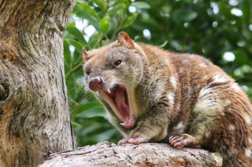 tiger-quoll-2-500x333.jpg