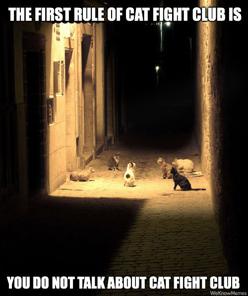The First Rule Of Cat Fight Club Is Cat Meme - Cat Planet | Cat Planet