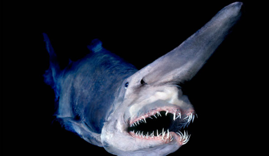 Sea-Creatures-1.png
