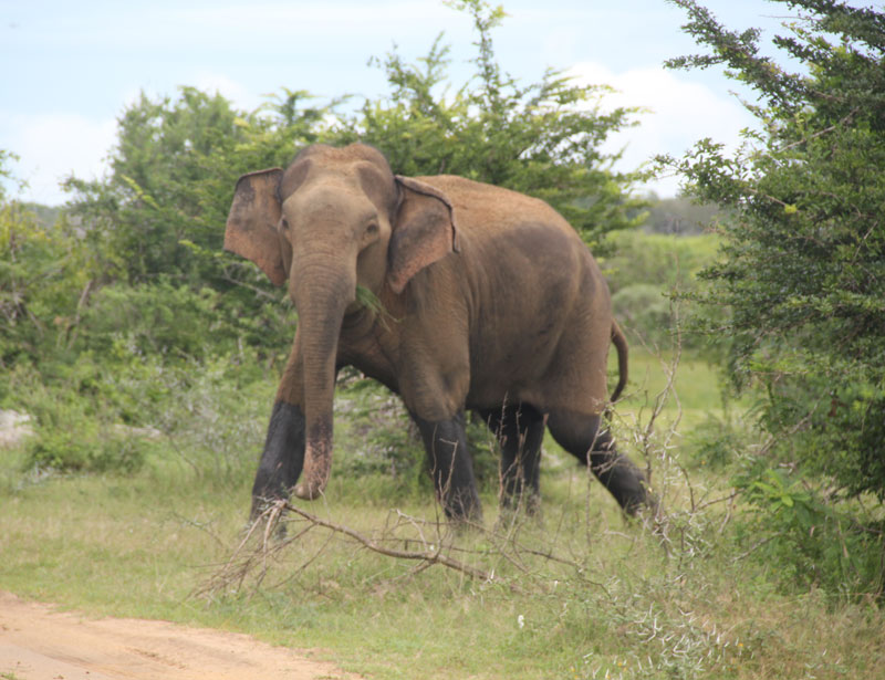z_p09-the-real-elephant.jpg