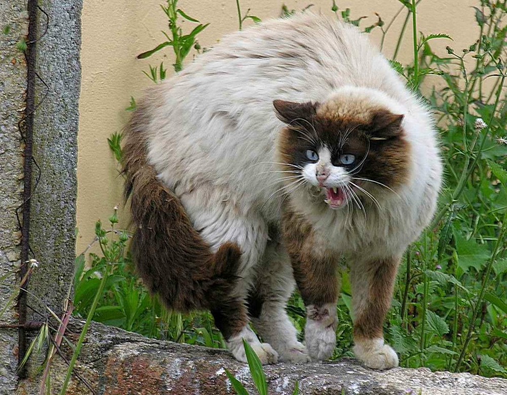 4e241-fighting_cat-scaled1000.jpg