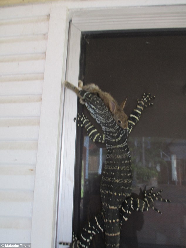 Image result for goanna in the kitchen