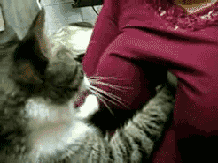 bec.gif