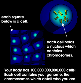 genes.gif
