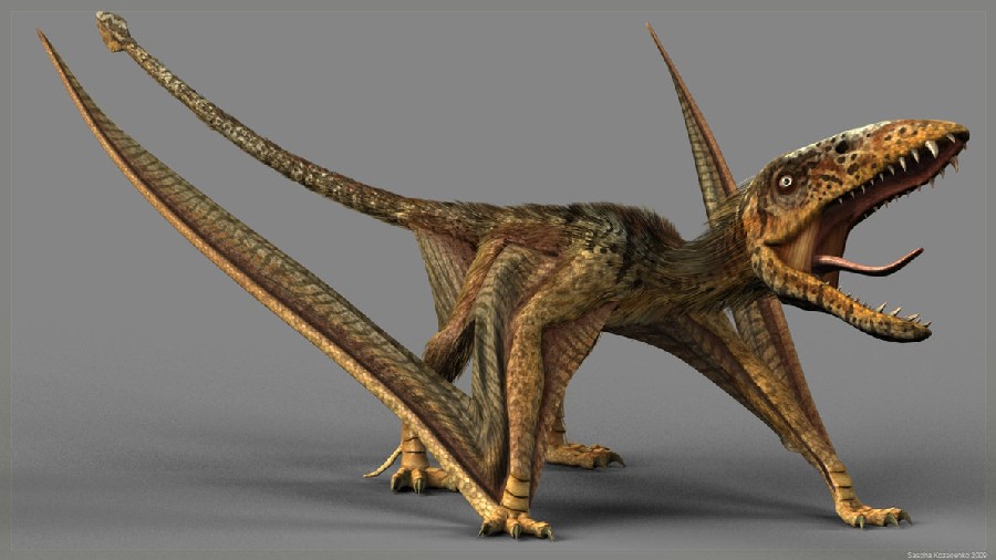 Image result for dimorphodon"