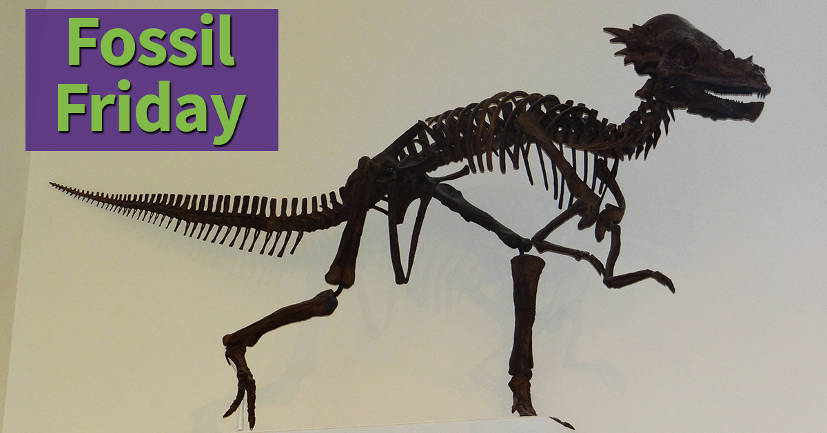 Pachycephalosaurus-Link-Ad.jpg
