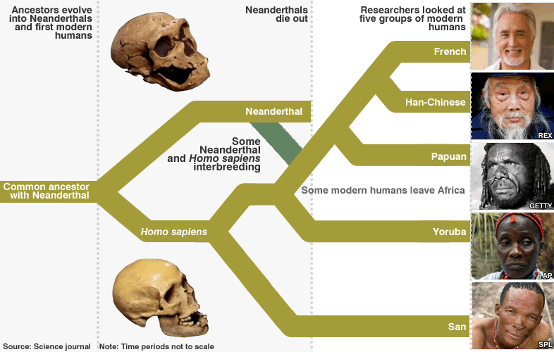 neanderthals_786.gif