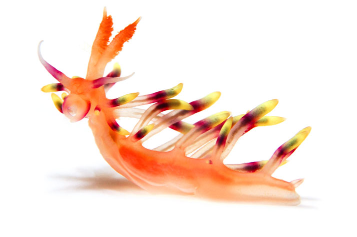 Image result for nudibranch
