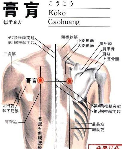 膏肓是穴位一動消百病@ chenron的部落格:: 痞客邦::