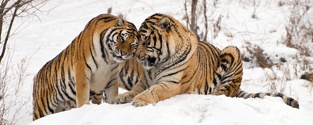 Image result for amur tiger