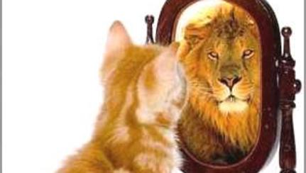 Afbeeldingsresultaat voor cat looking in mirror