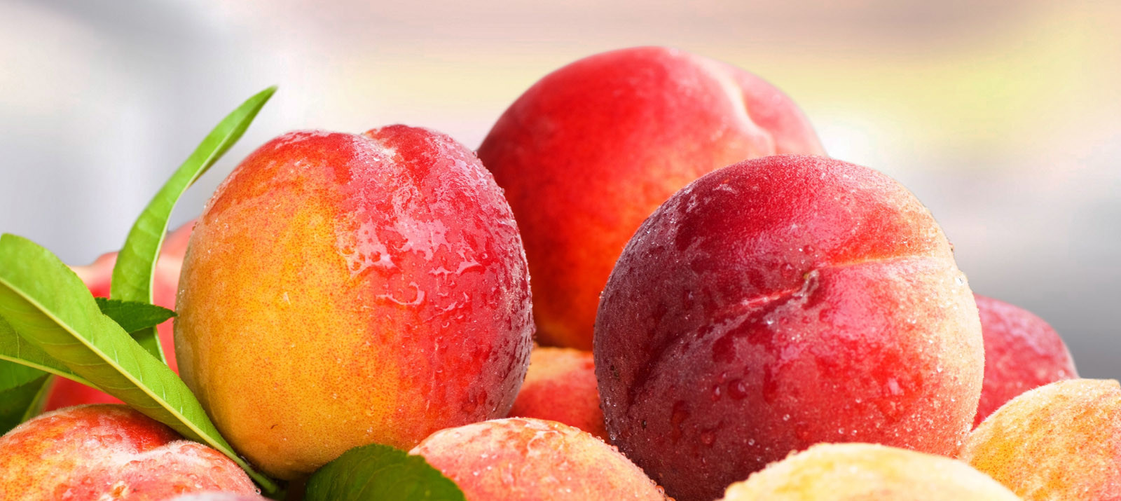 peach-main-bg-1600x715.jpg