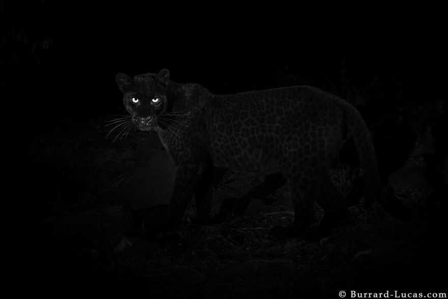 5c6589ab2340c-rare-black-leopard-photos-first-time-100-years-will-burrard-lucas-kenya-africa-1-5c6416a9ddd7d-jpeg__880.jpg