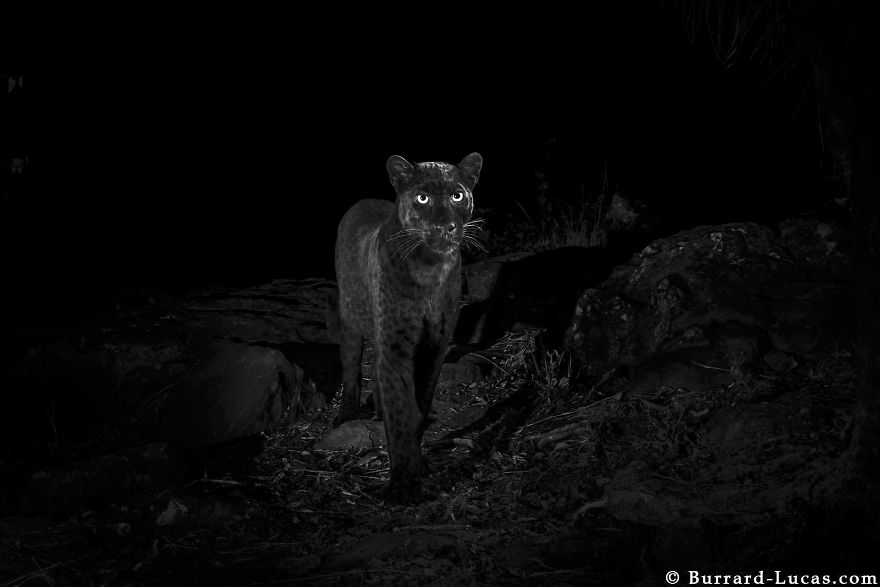 5c6589ab919bb-rare-black-leopard-photos-first-time-100-years-will-burrard-lucas-kenya-africa-5c641cc3c7d13__880.jpg