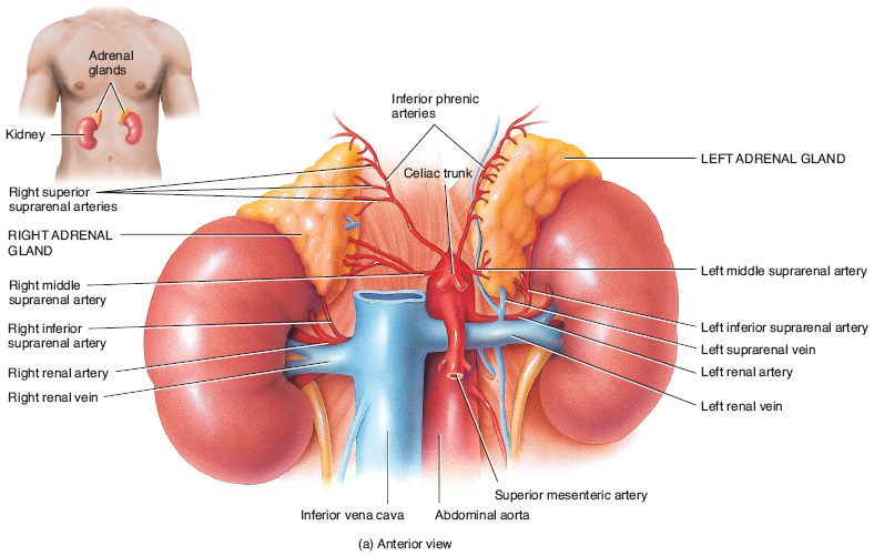 adrenal1.jpg
