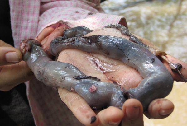 Image result for giant mangrove worm