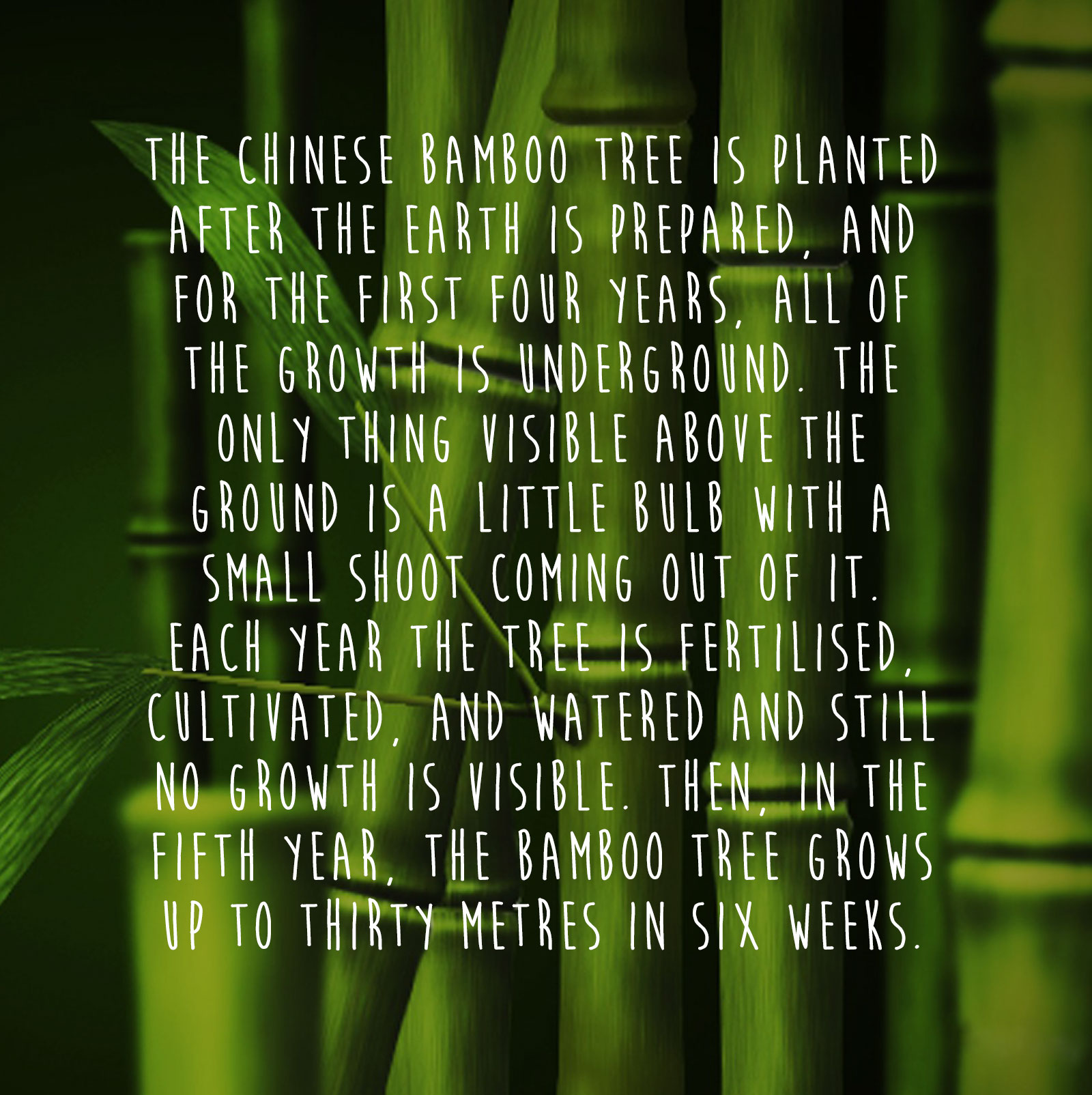 Bamboo_quote_onBamboo.jpg