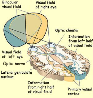 a_02_cr_vis_1c.jpg