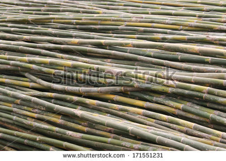 stock-photo-bamboo-is-a-grass-family-tree-a-tall-very-utilized-by-many-leaves-also-become-food-for-the-pandas-171551231.jpg