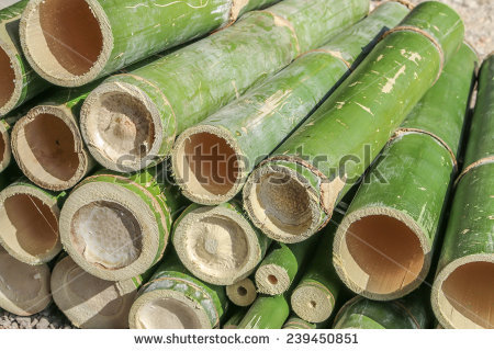stock-photo-bamboo-is-a-grass-family-tree-a-tall-very-utilized-by-many-leaves-also-become-food-for-the-pandas-239450851.jpg