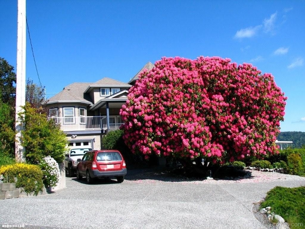 Afbeeldingsresultaat voor rhododendron in nepal