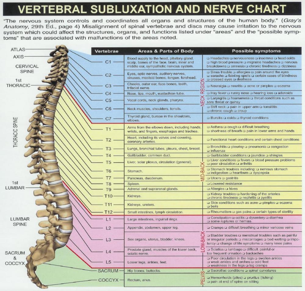 VertebralSubluxationandNerveChart_0.jpg