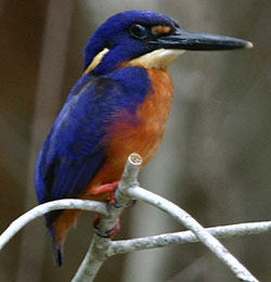 azure_kingfisher.jpg