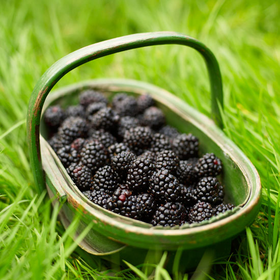 Blackberries.jpg