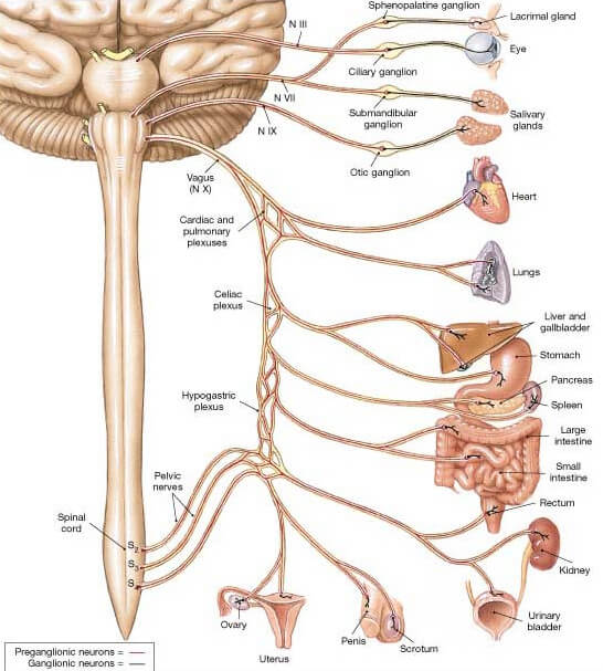 vagus-nerve-branches-vagus-nerve-locatio