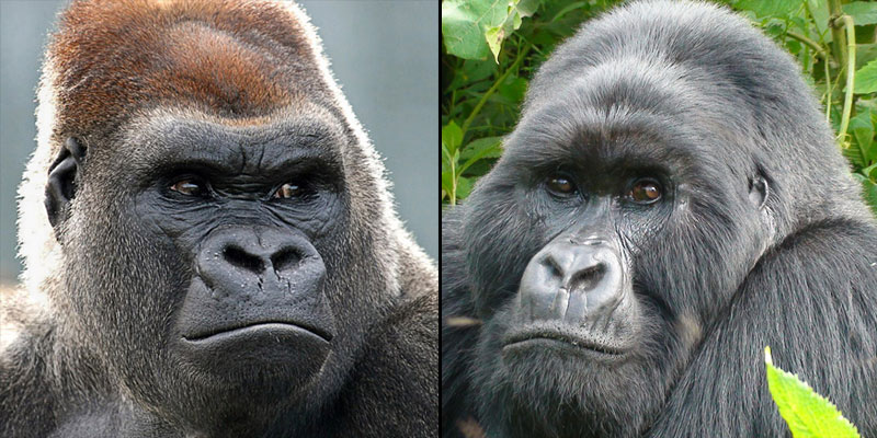 Image result for west gorilla compared to east gorilla