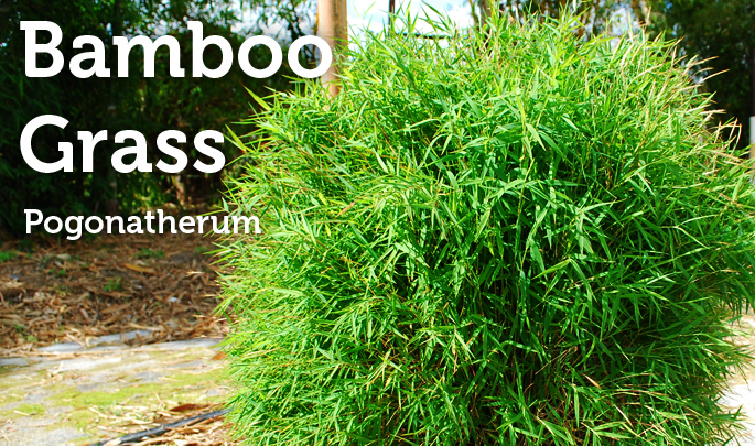 bamboograss.jpg