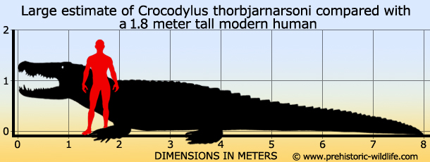 crocodylus-thorbjarnarsoni-size.jpg