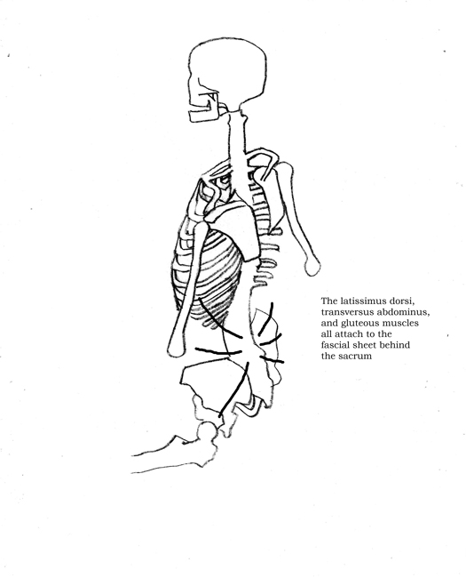 skeleton-three-quarter-rear-text.jpg