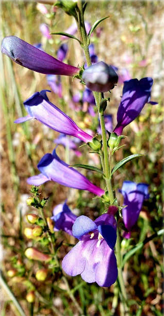 210516-indigo_penstemon.jpg