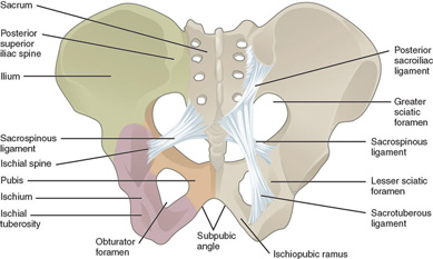 817_Ligaments_of_Pelvis_389x233.jpg