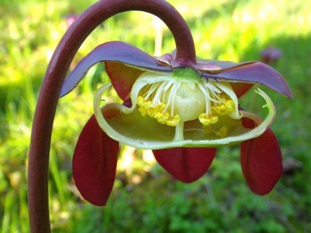 Image result for pitcher plant flower
