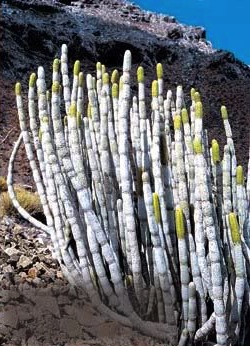 Socotra-Plants02.jpg