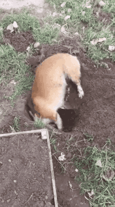 Image result for dog digging gif