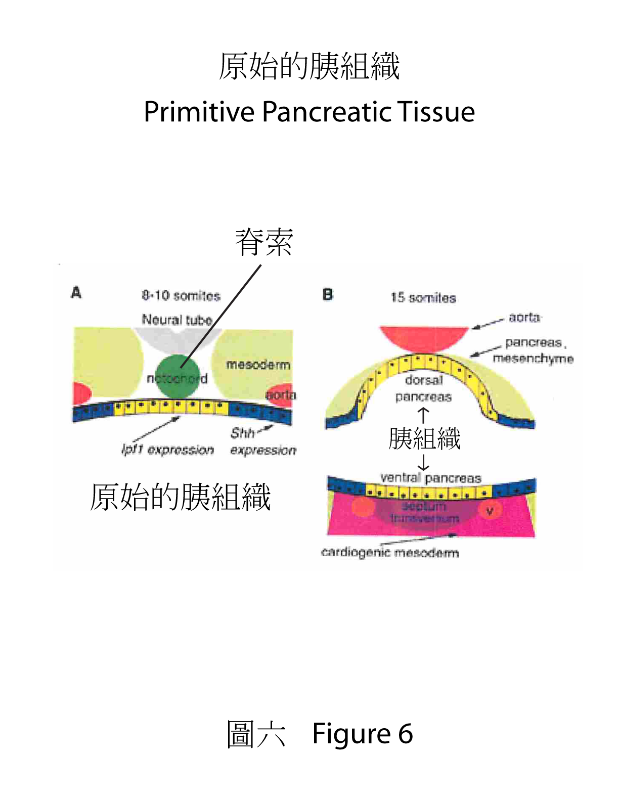 7-primitive-pancreatic-tissue.png