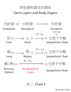 11-Germ-layers.png