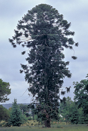 Image result for bunya pine
