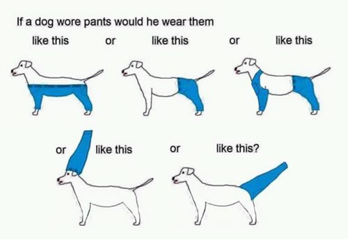 dog-wore-pants-meme-5.jpg
