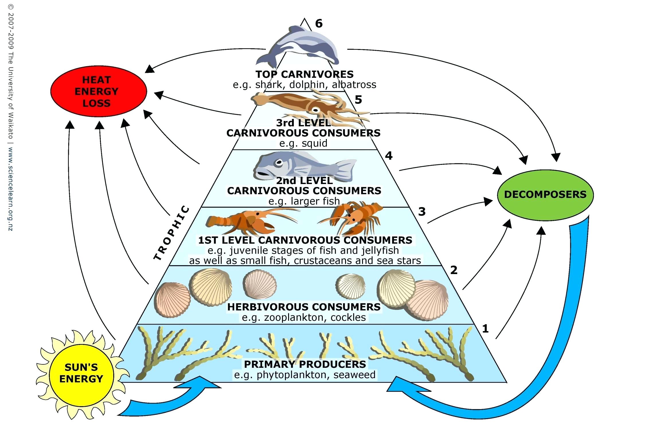ocean-ecosystem-food-chain-diagram.jpg