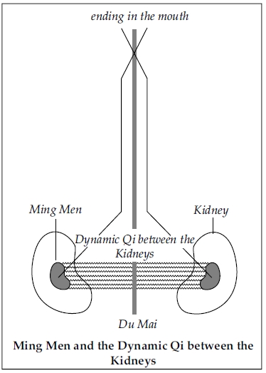 kidney-mingmen_zpsec56e17f.jpg