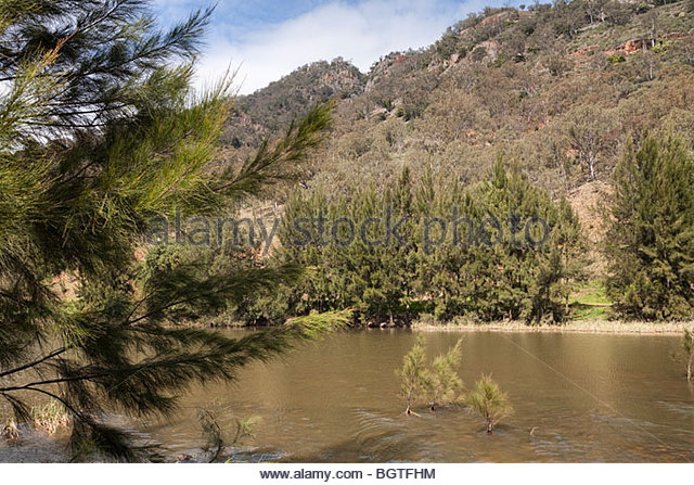 Image result for river lined with casuarina trees