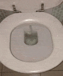 cool-gif-toilet-spider-swimming-1.gif
