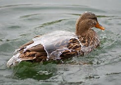 Image result for water off ducks back
